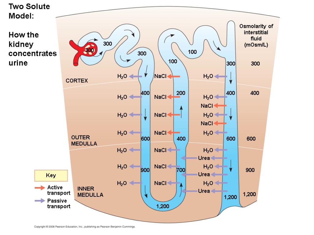 Quia Ap Bio Osmoregulation And Excretion